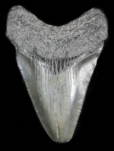 Bargain Megalodon Tooth - South Carolina #47254